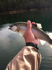 One of over 75 Trout caught and released on Lewiston lake 